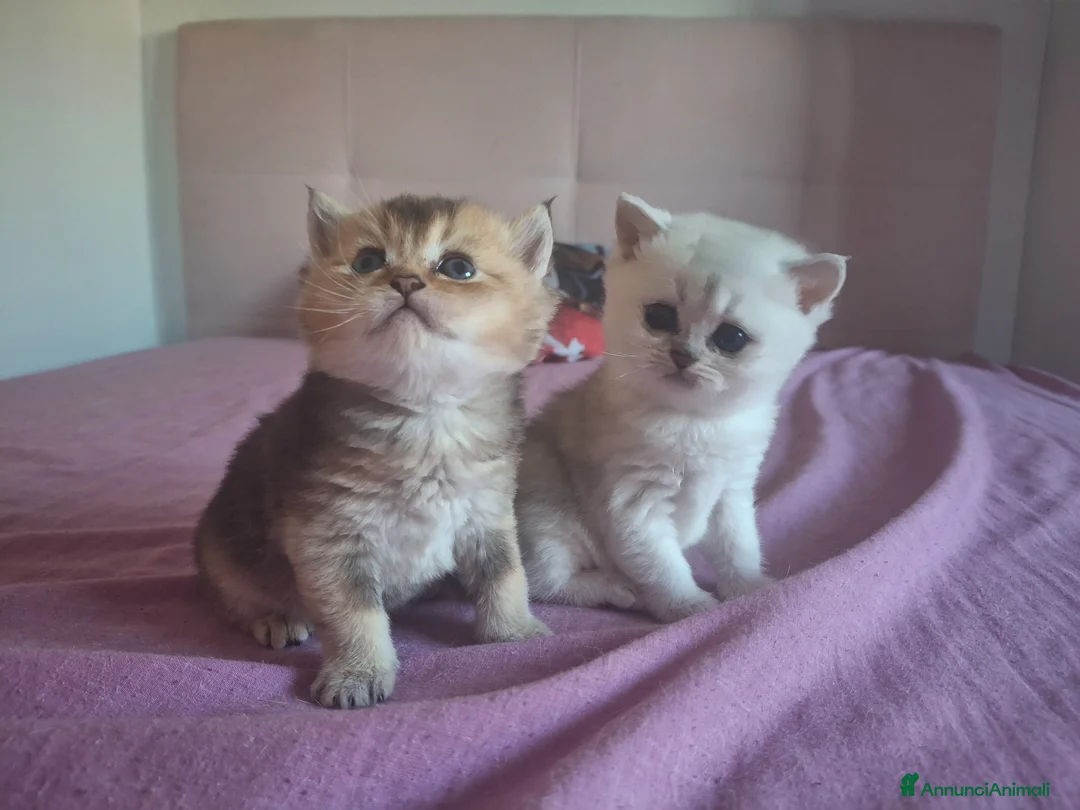 Scottish gatti in vendita: Gattini Scottish - Annuncio 9