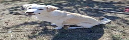 Meticcio cani in regalo: Flora  a Provincia di Potenza - Annuncio 6
