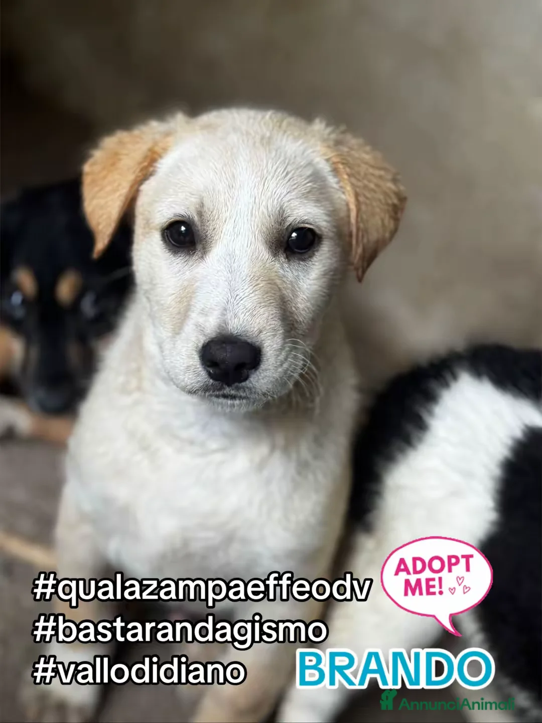 Meticcio cani in regalo: Brando coccolone 3 mesi taglia grande - Annuncio 1