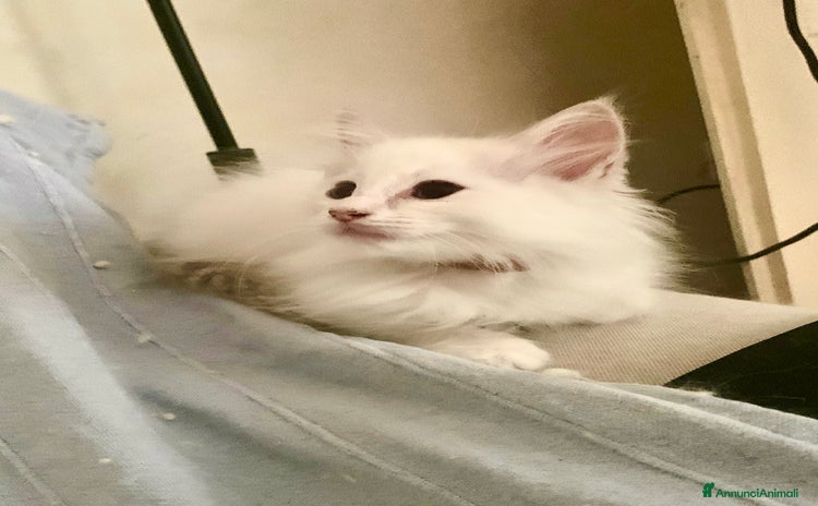 Ragdoll gatti a Provincia di Forlì-Cesena - Annuncio 13