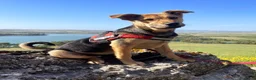 Meticcio cani in regalo: tyson - Annuncio 1