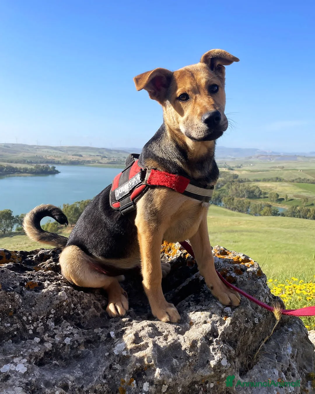 Meticcio cani in regalo: tyson - Annuncio 1