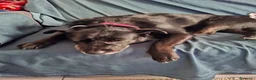 Meticcio cani in regalo: cagnolina in adozione  a Città Metropolitana di Torino - Annuncio 3