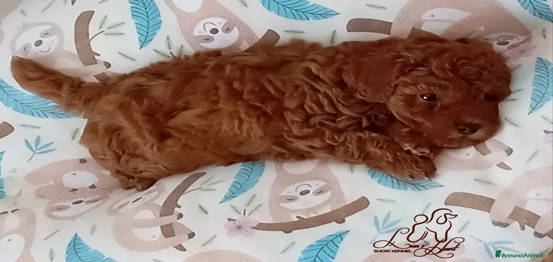 Immagine della galleria {{count}}