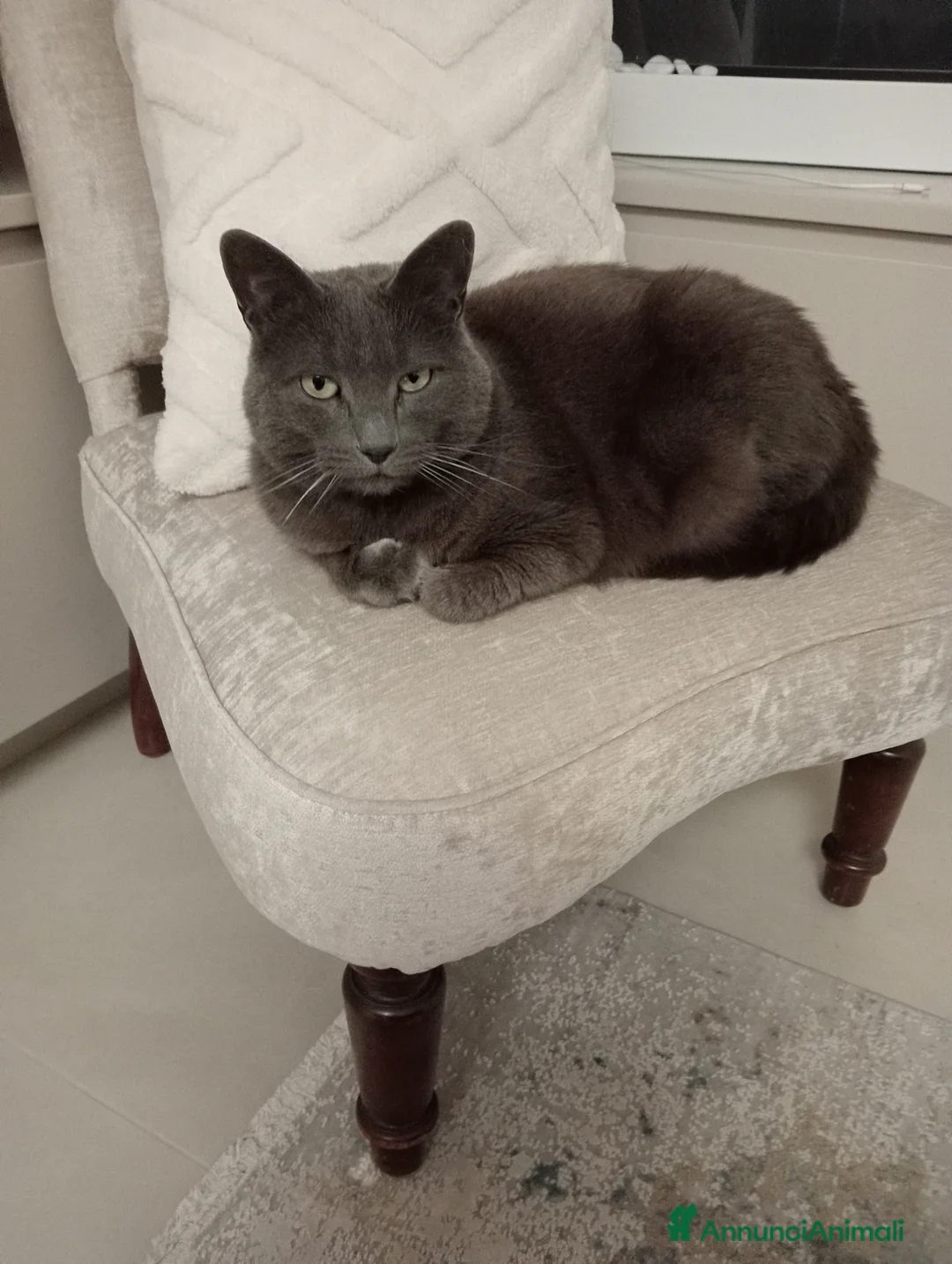 Meticcio gatti in regalo: Miccio  a Provincia di Parma - Annuncio 3