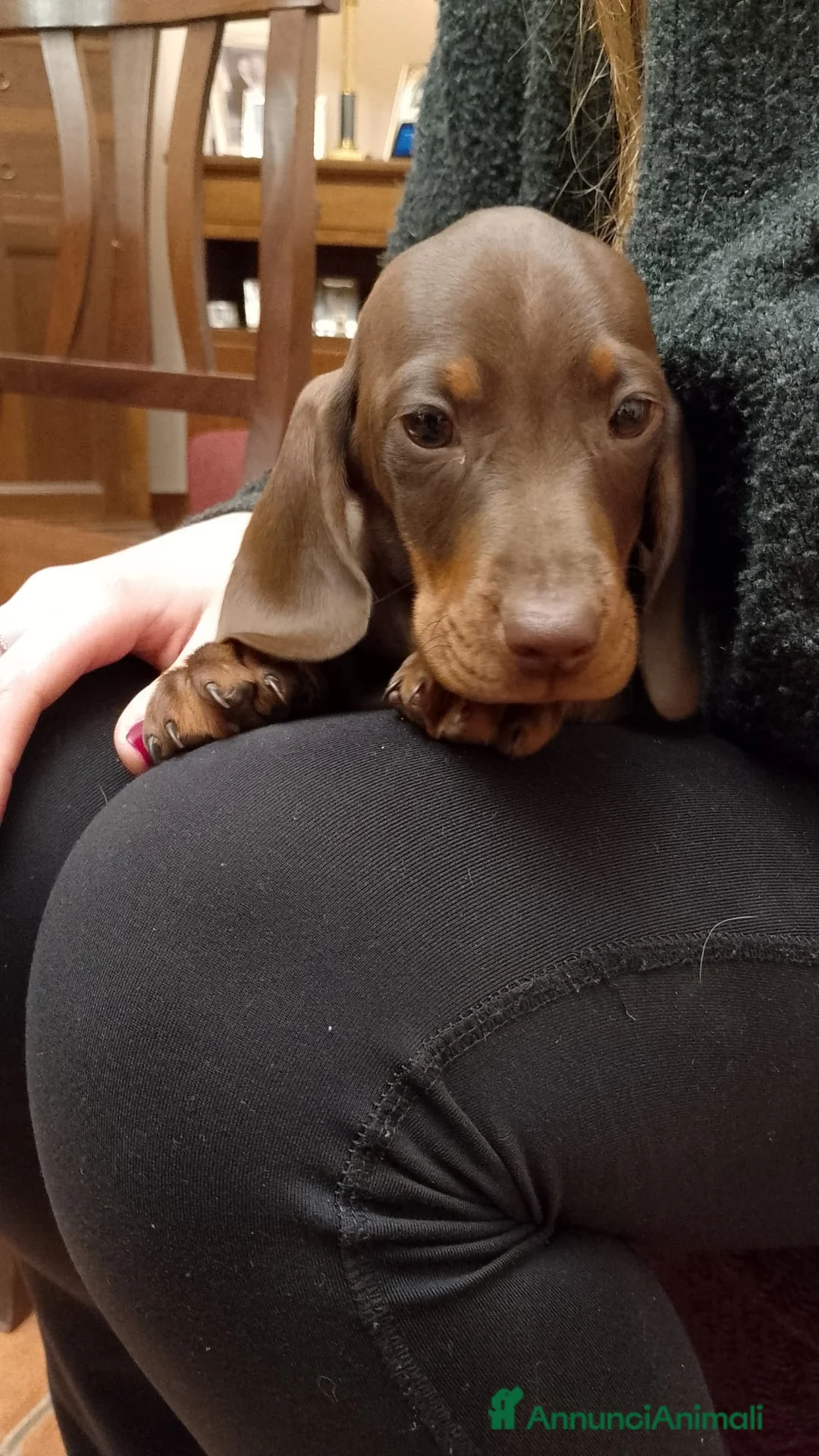 Bassotto cani in vendita: Bassotto Pedigree con Affisso - Annuncio 1