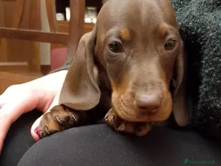 Bassotto cani Bassotto Pedigree con Affisso - Annuncio 2