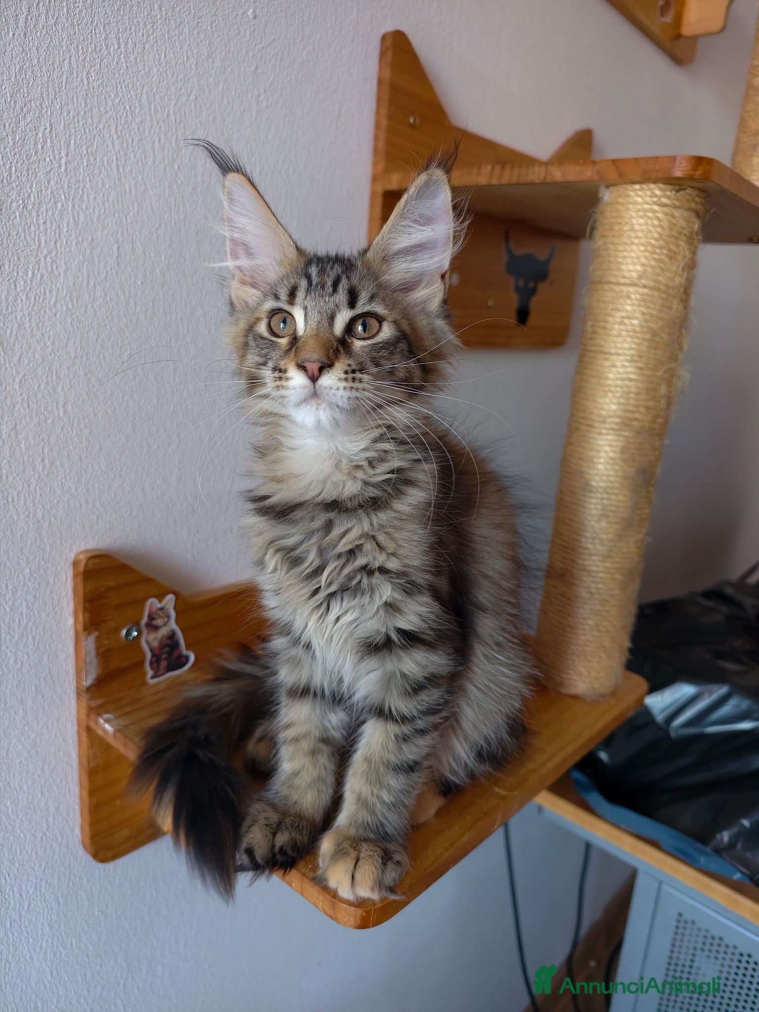 Maine Coon gatti Cucciola tigrata Maine coon  - Annuncio 6