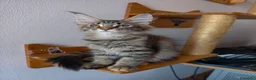 Maine Coon gatti in vendita: Cucciola tigrata Maine coon  - Annuncio 1