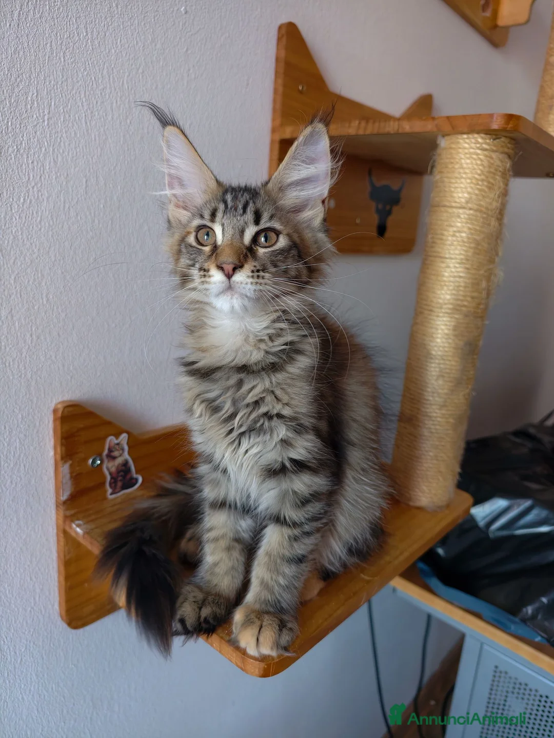 Maine Coon gatti in vendita: Cucciola tigrata Maine coon  - Annuncio 1