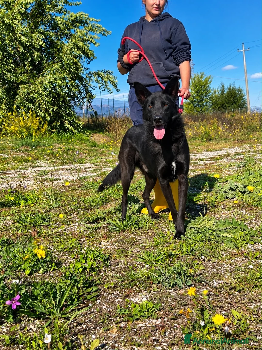 Meticcio cani in regalo: Axel  a Provincia di Alessandria - Annuncio 3