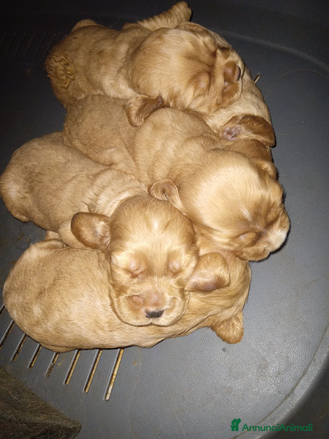 Cocker cani in vendita: Cocker inglese  - Annuncio 2