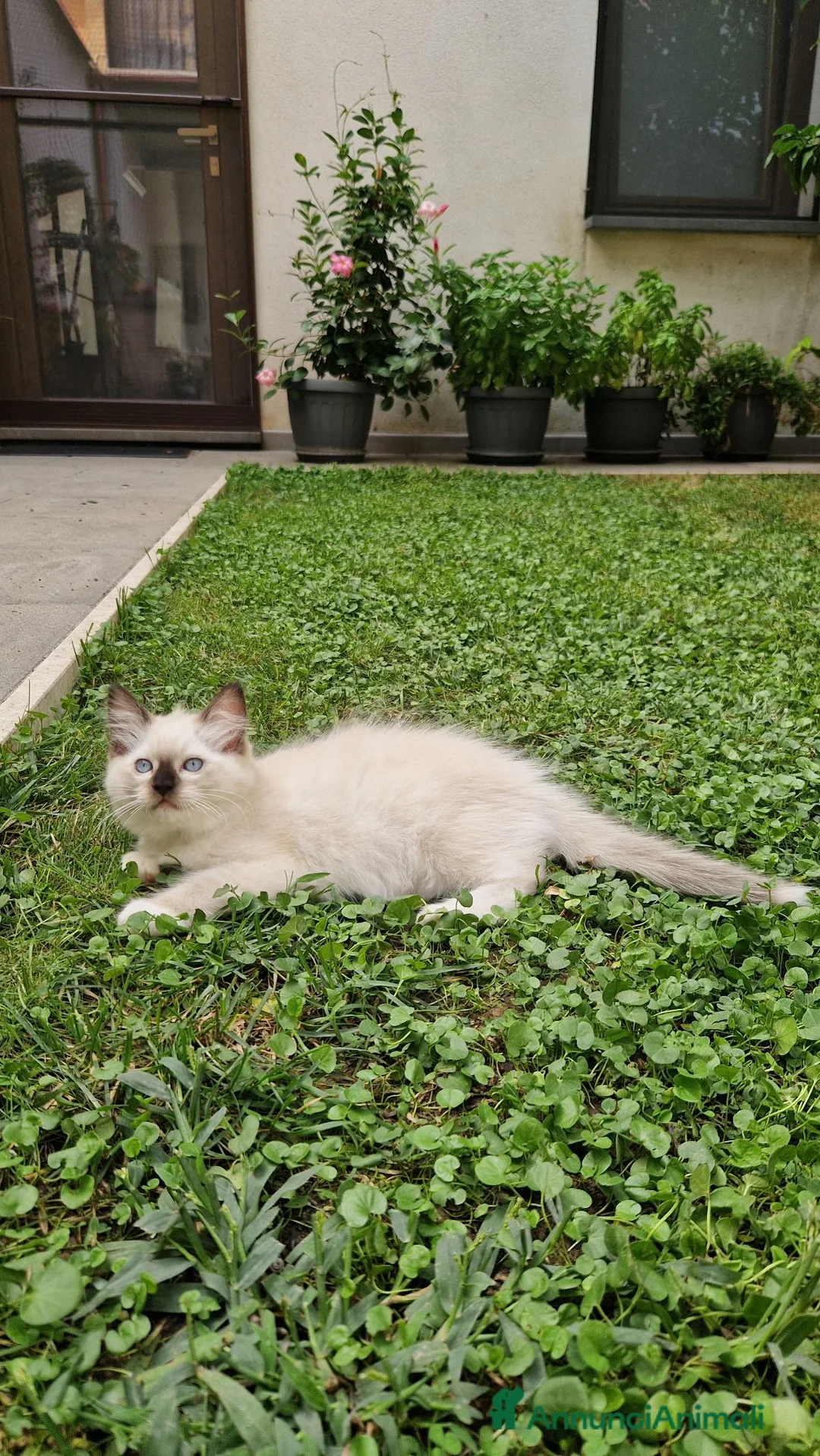 Ragdoll gatti in vendita: Cuccioli Gatti Ragdoll  - Annuncio 2