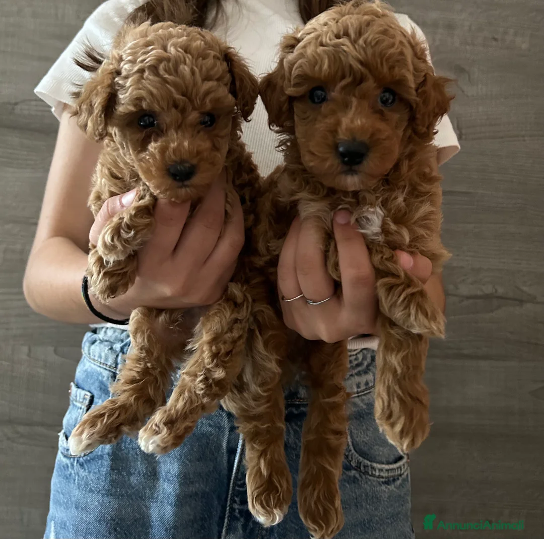 Barboncino Toy cani in vendita: barboncino toy - Annuncio 2