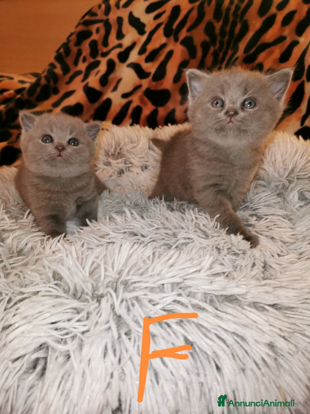 Scottish gatti in vendita: Gattini, cuccioli Scottish, British Straight  - Annuncio 5