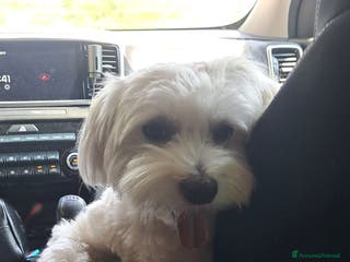 Maltese cani cerco fidanzatina - Annuncio 1