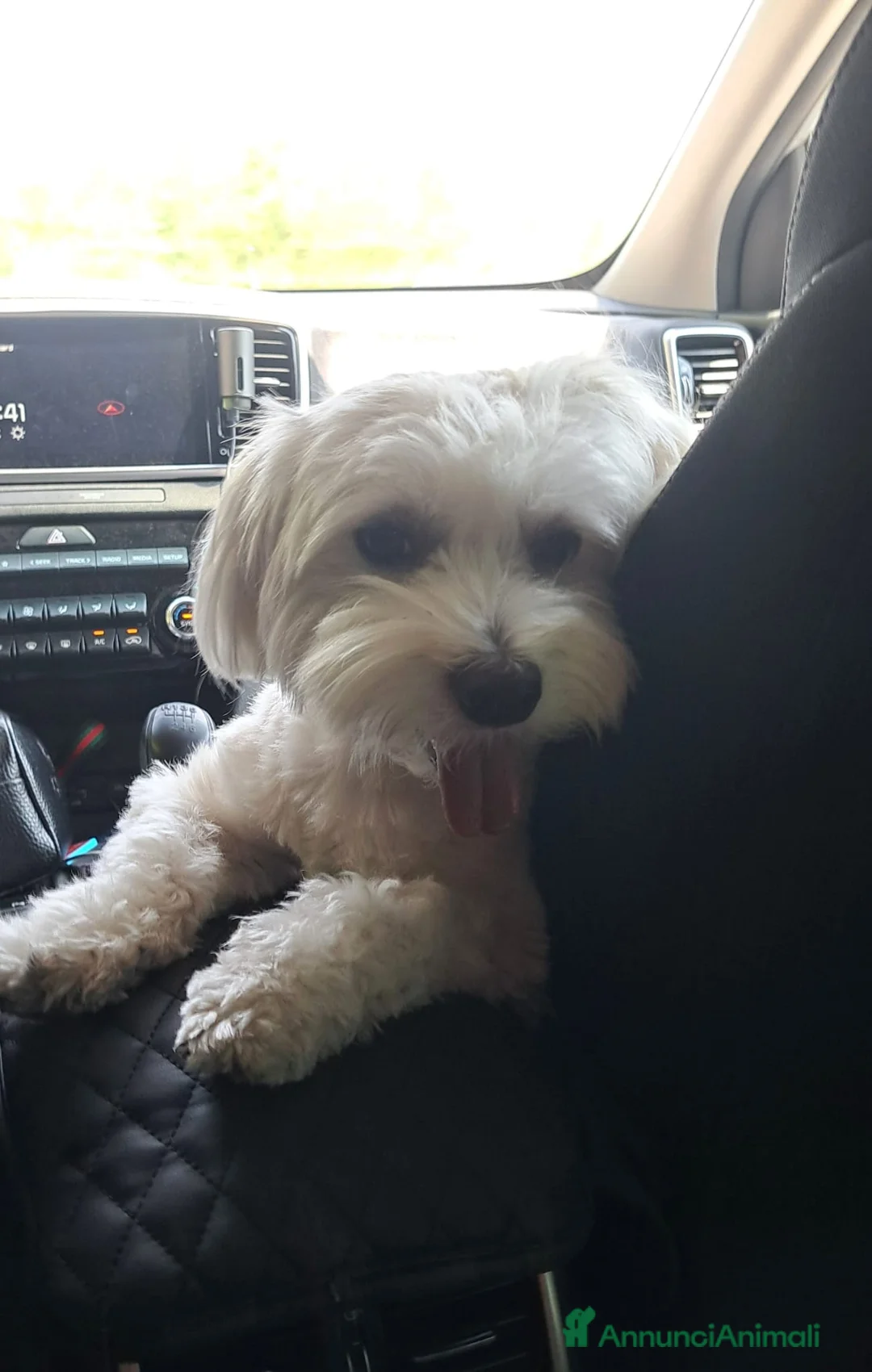 Maltese cani per accoppiamento: cerco fidanzatina - Annuncio 1