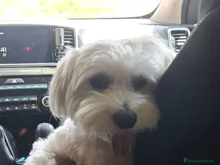 Maltese cani cerco fidanzatina - Annuncio 15