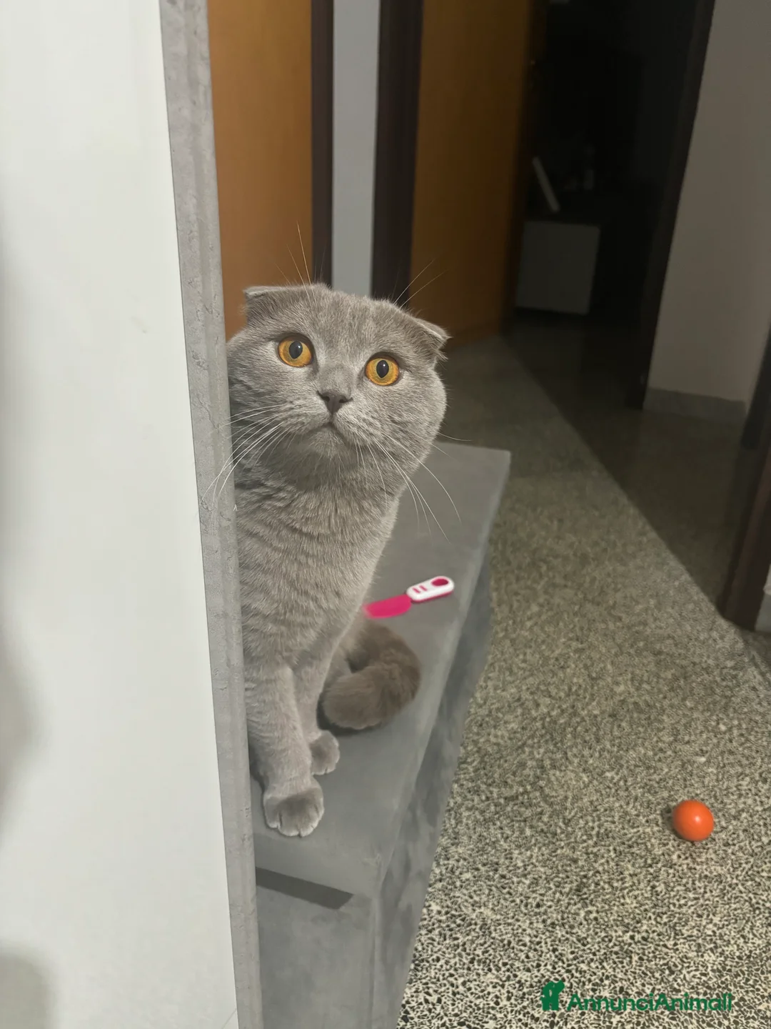 Scottish gatti per accoppiamento: Arturo Scottish fold, accoppiamento! - Annuncio 5