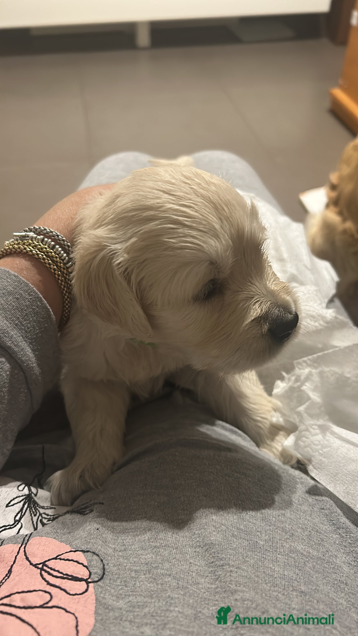 Golden Retriever cani in vendita: I cuccioli di Dea e Axel - Annuncio 9