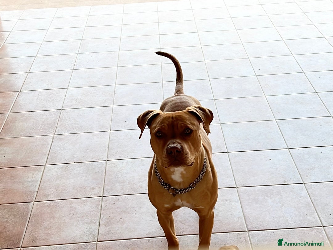 Pitbull cani in vendita: American PitBull Terrier Red Nose  - Annuncio 3