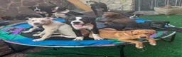 American Staffordshire cani in vendita: American Staffordshire terrier - Annuncio 13