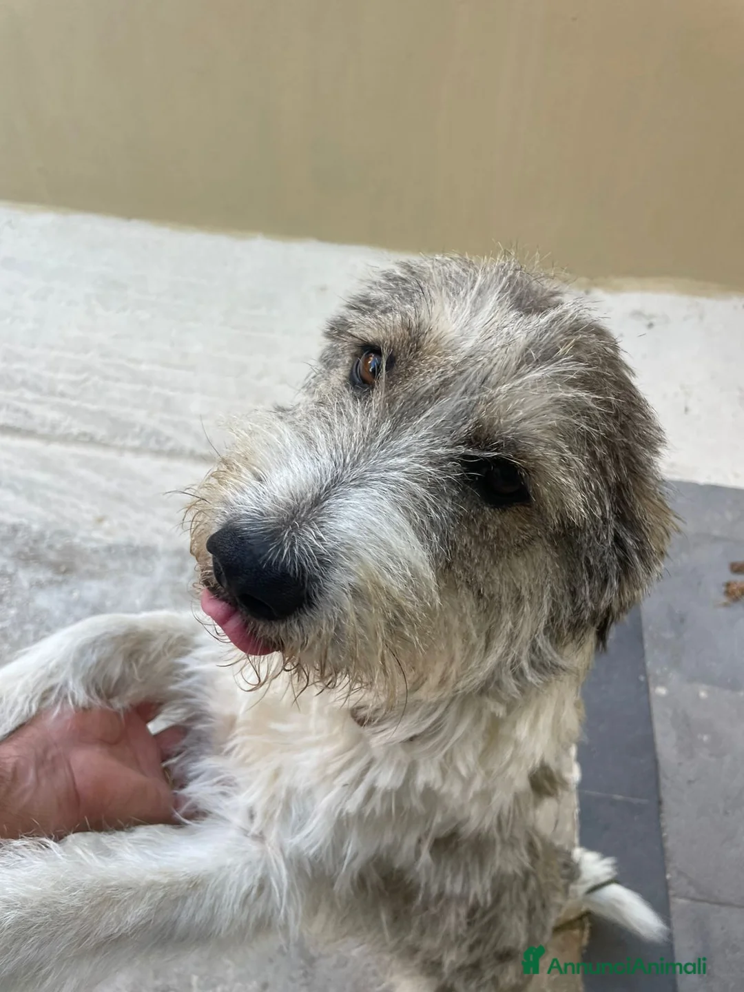 Meticcio cani in regalo: Misty, una giocherellona spettinata - Annuncio 5