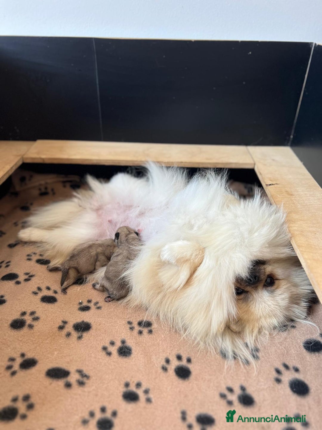 Volpino Pomerania cani in vendita: CUCCIOLA DI POMERANIA CON PEDIGREE - Annuncio 6