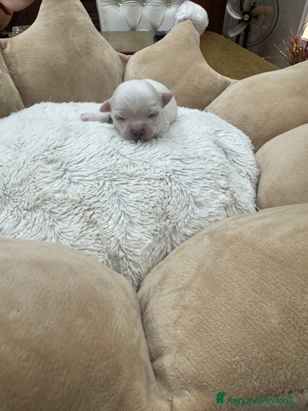 Chihuahua cani in vendita: Cuccioli Chihuahua pelo lungo - Annuncio 2