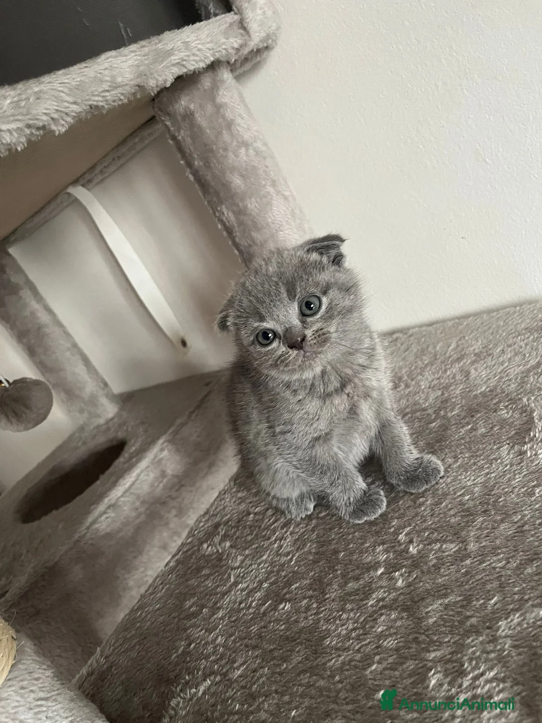 Scottish gatti in vendita: Gattina scottish Fold - Annuncio 2