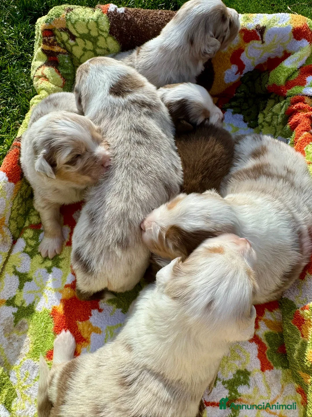 Australian Shepherd cani in vendita: Vendesi Cuccioli di Pastore Australiano  RED MERLE - Annuncio 12