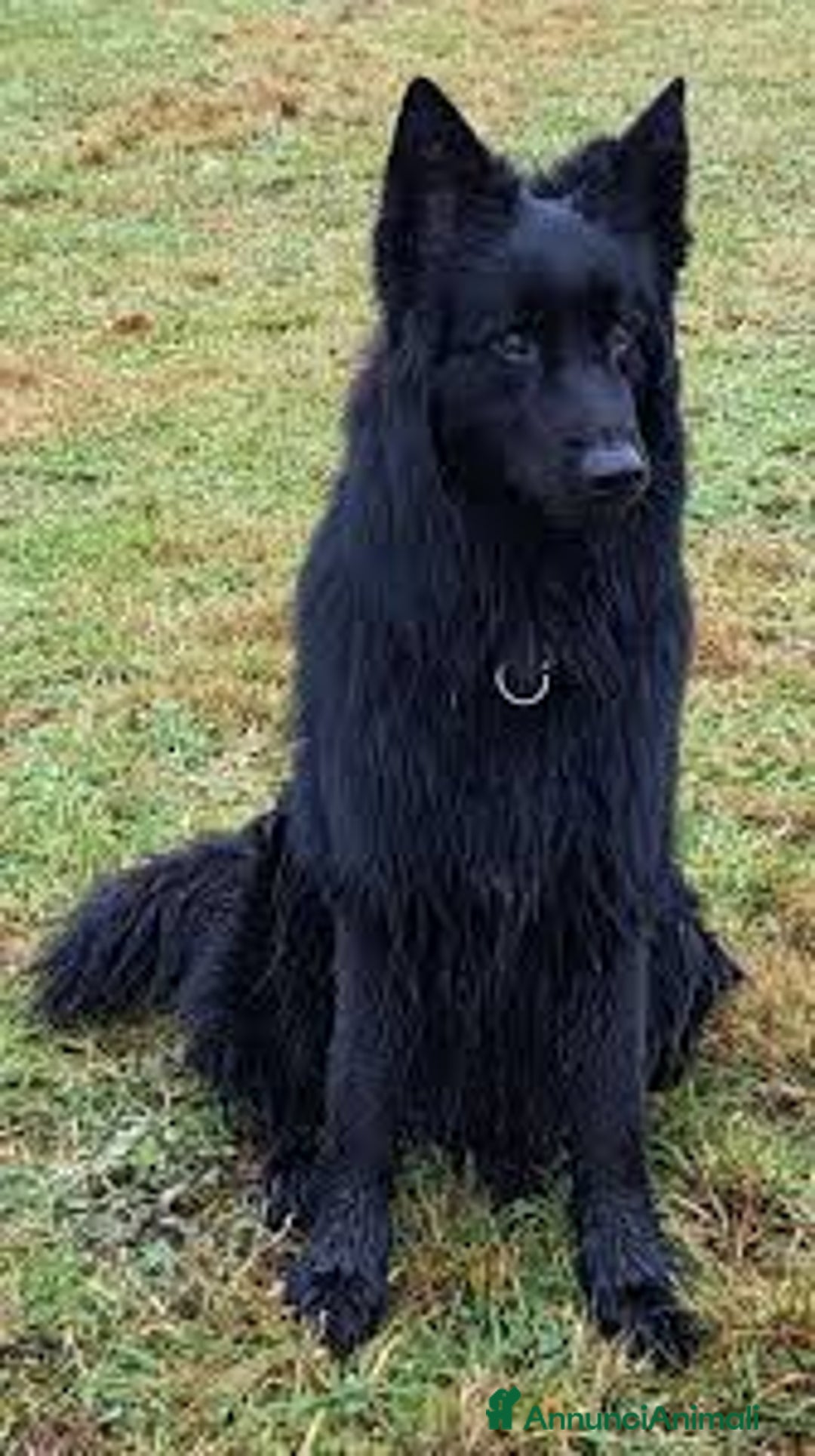 Meticcio cani in regalo: Cucciolo 2 mesi tg medio abbondante  - Annuncio 5