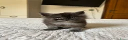 Maine Coon gatti in vendita: Cucciolo Maine Coon pedigree ANFI - Annuncio 6