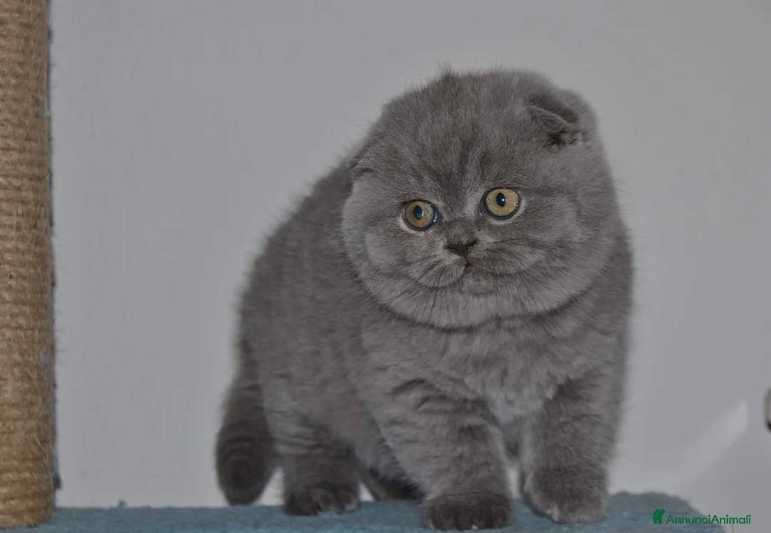 Immagine della galleria {{count}}