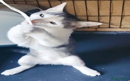 Europeo gatti in regalo: MICINO 60 GG. DOLCISSIMO CERCA CASA - Immagine 5