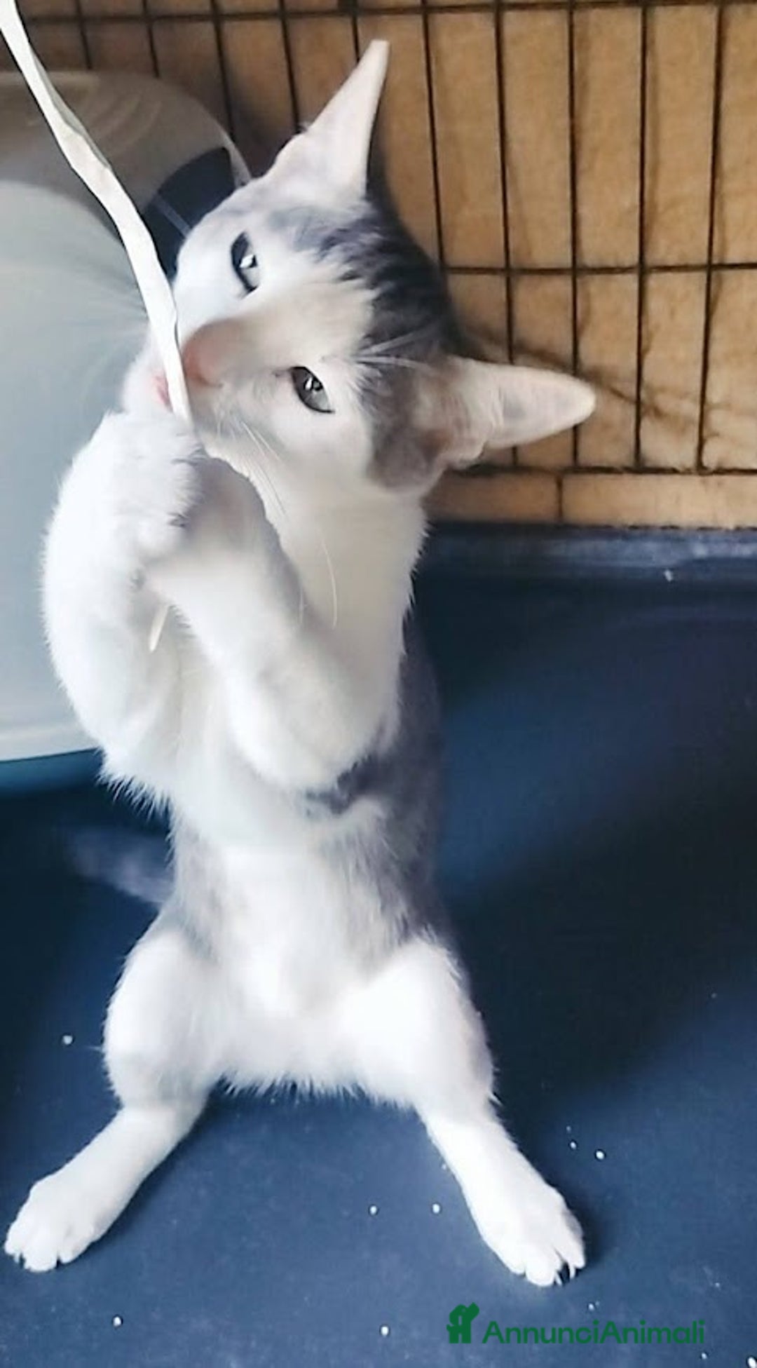 Europeo gatti in regalo: MICINO 60 GG. DOLCISSIMO CERCA CASA - Annuncio 5