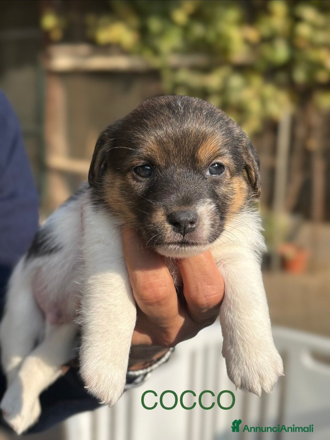 Jack Russell cani in vendita: CUCCIOLI DI JACK RUSSELL TERRIER CON PEDIGREE - Immagine 2