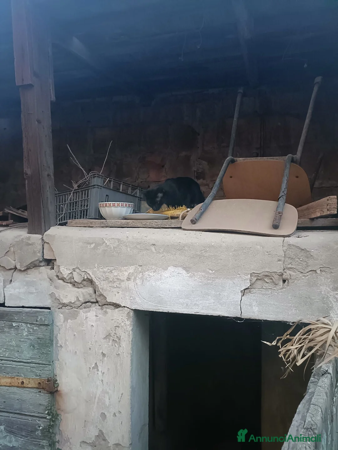 Meticcio gatti in regalo: Gatta nera con 3 cuccioli  a Provincia di Forlì-Cesena - Annuncio 2