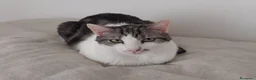 Europeo gatti in regalo: Adorabile gatto in adozione, MIELE! - Annuncio 5