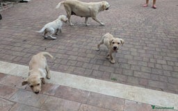 Labrador cani in vendita: Labrador Miele  a Provincia di Brescia - Immagine 5