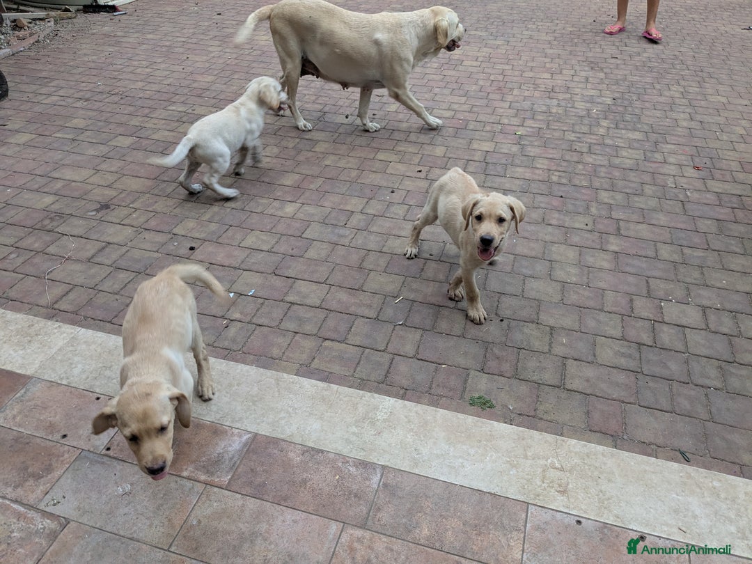 Labrador cani in vendita: Labrador Miele  a Provincia di Brescia - Immagine 5
