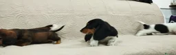 Bassotto cani in vendita: Bassotti tedeschi  - Annuncio 10