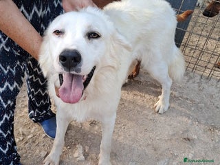 Meticcio cani DOLCI NUVOLETTE BIANCHE - Annuncio 1