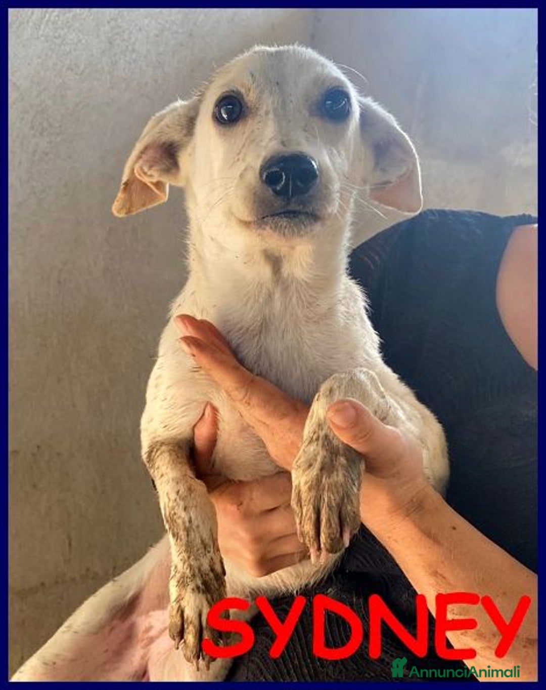 Meticcio cani in regalo: SYDNEY adorabile piccoletta - Annuncio 1