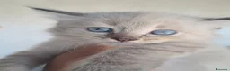 Siberiano gatti in vendita: Gatto siberiano neva  - Annuncio 1