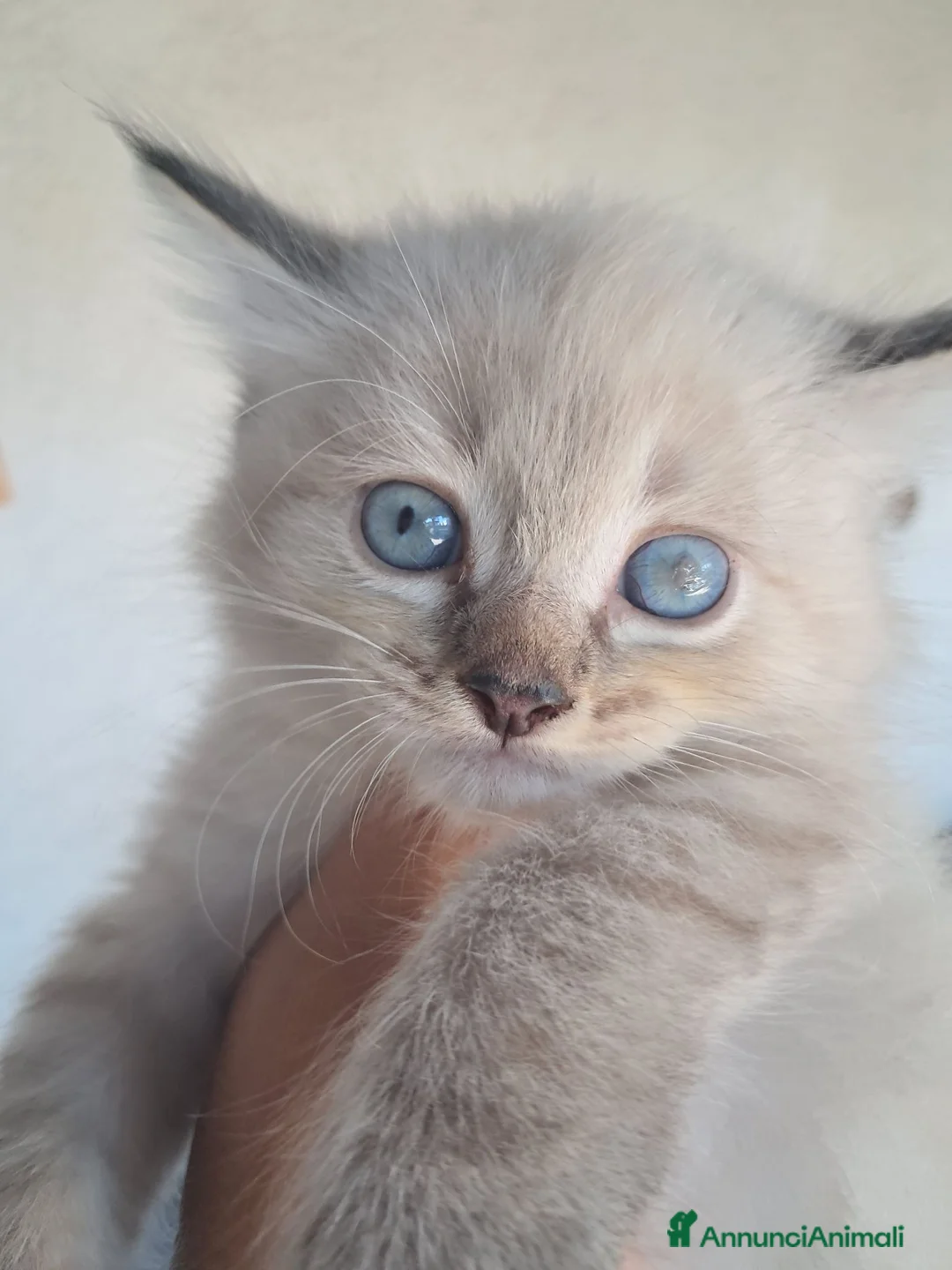 Siberiano gatti in vendita: Gatto siberiano neva  - Annuncio 1