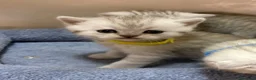 British gatti in vendita: Scottish fold sthrait  - Annuncio 4