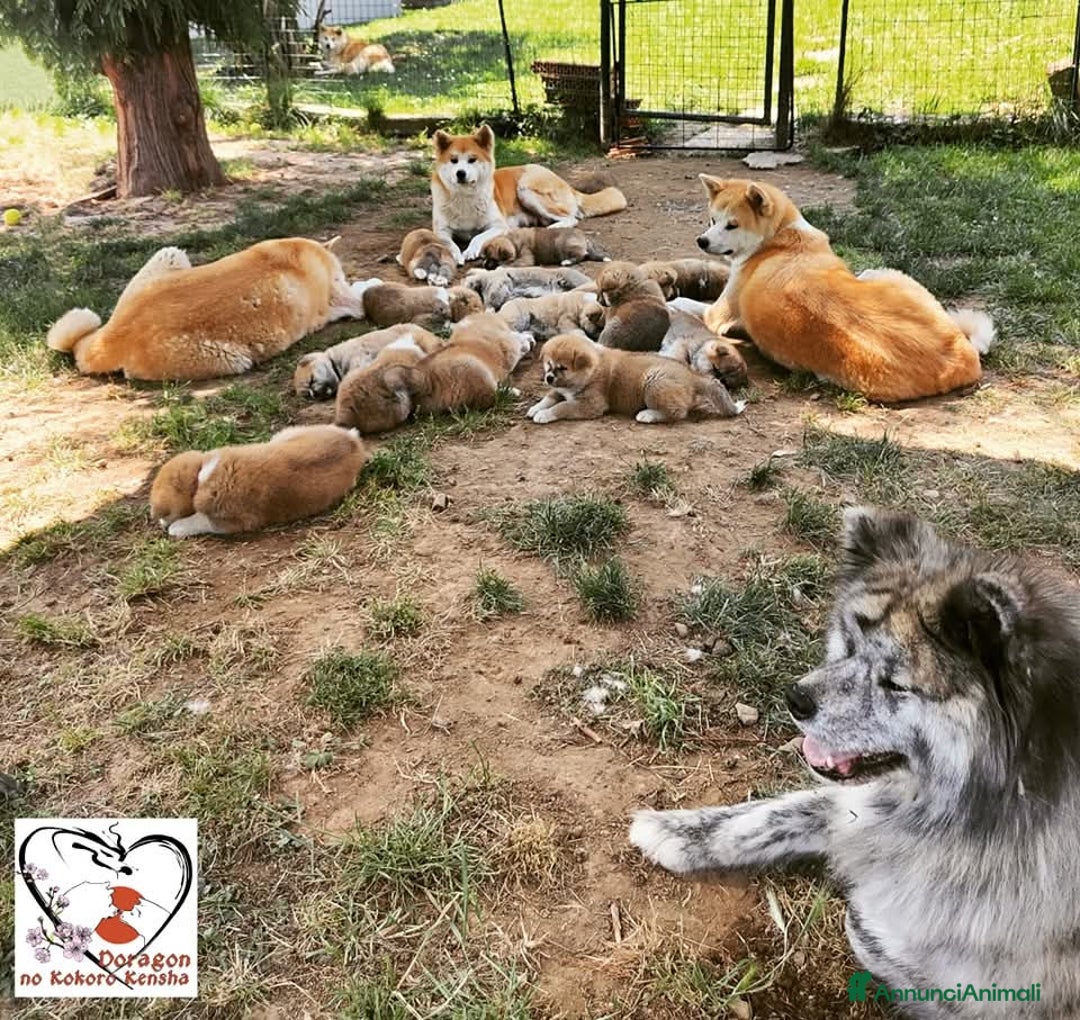 Akita Inu cani in vendita: AKITA CUCCIOLI da Allevamento ENCI - Immagine 2