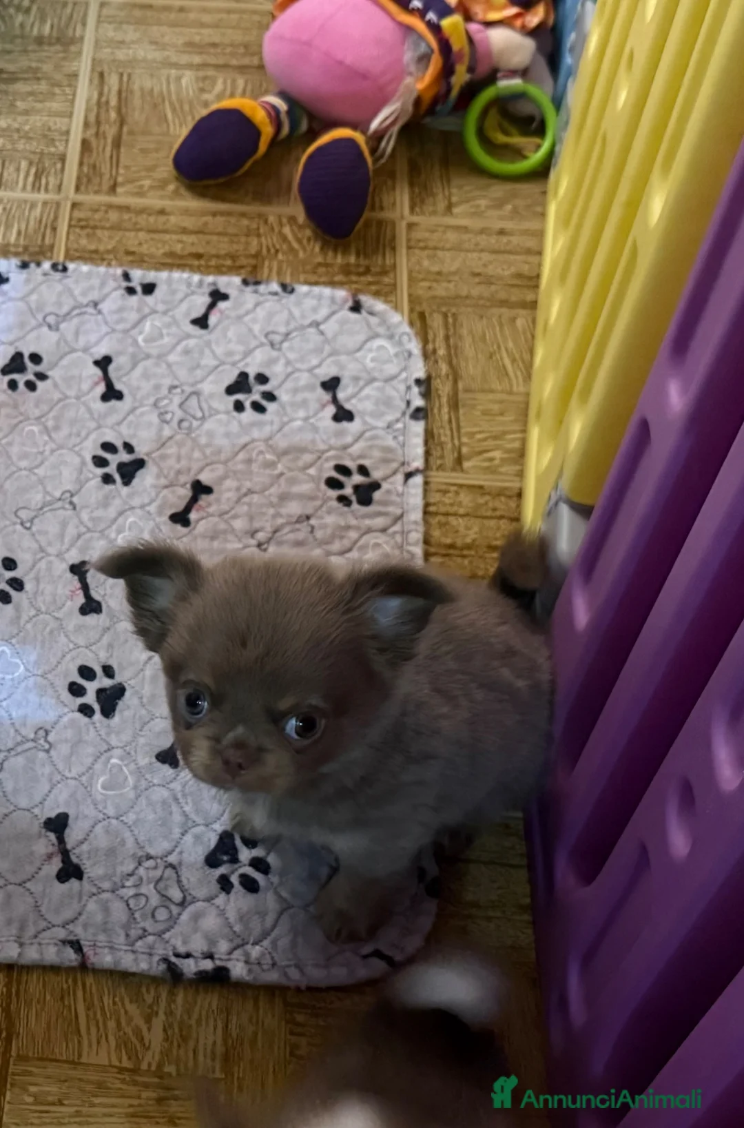 Chihuahua cani in vendita: Chihuahua mini  - Annuncio 3