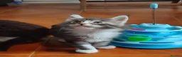 Maine Coon gatti in vendita: Splendido gattino Maine Coon, vivace e curioso - Annuncio 5